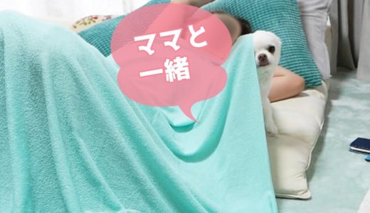 ママの布団に潜り込んでお昼寝する犬が可愛い！「甘えたいもん」