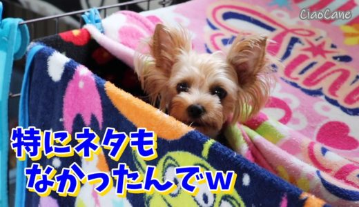 なんとなく撮ってみた【ヨークシャーテリア専門犬舎チャオカーネ】