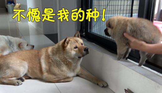 中华田园犬阿黄父子隔门相认，画面温馨其乐融融，小白全程监督！