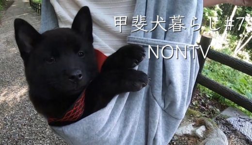 【甲斐犬】抱っこ散歩