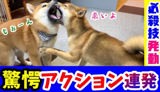 頭脳派の先住犬に体格で勝負する子犬の柴犬の、激し過ぎる兄弟喧嘩の結末は？