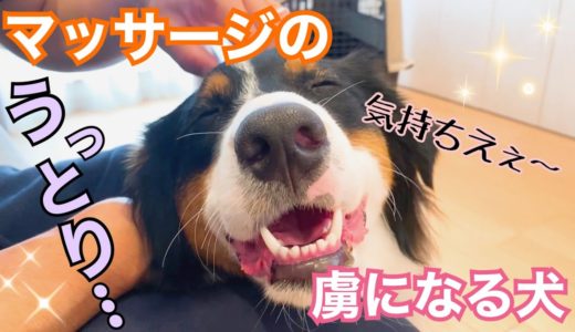 飼い主のナデナデに超うっとり！マッサージの虜になる犬