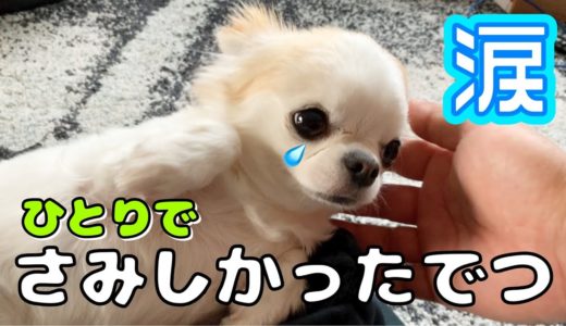 犬と雨の散歩から帰ったら、予想もしない可愛い光景が飛び込んで来ました😍