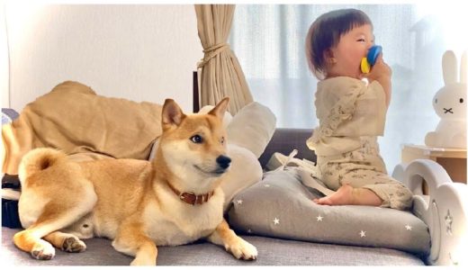 【子守犬】いつも優しい表情で娘を見守ってくれる柴犬がいる