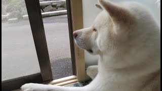 【秋田犬ゆうき】我家には一度ハマったら抜け出せないエリアが存在する【akita dog】