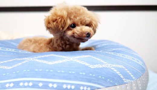 ニトリのもちもちクッションに吸い込まれた犬【トイプードルのコロン】