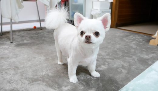 すぐ心に話しかけてくる犬、スルーすると態度が冷たくなる...