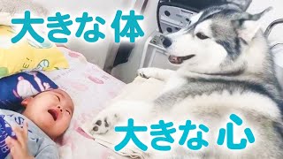 心も大きいんだよ！ 大型犬の優しさが伝わってくる動画…♡