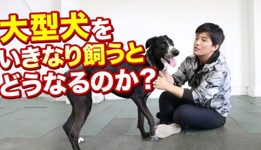 大型犬をいきなり飼うとどうなるか？