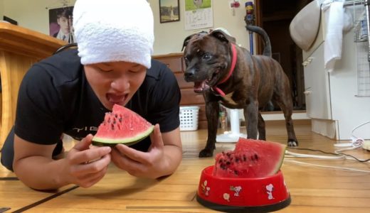 顔面凶器の犬と一緒にスイカを食べようと僕は試みたの。