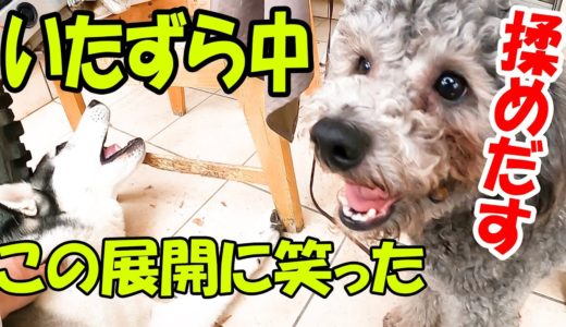 いたずら中に揉めだすハスキー犬とトイプードルに笑った