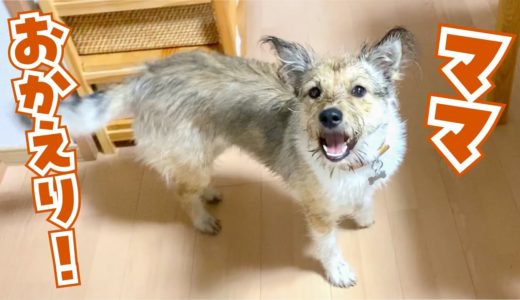 ママと再会！犬の姉妹が大喜びで大興奮です