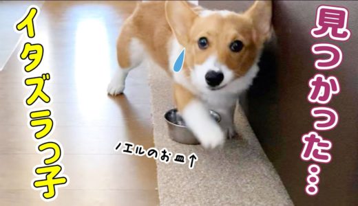 先輩犬のお皿を盗んだイタズラコーギー