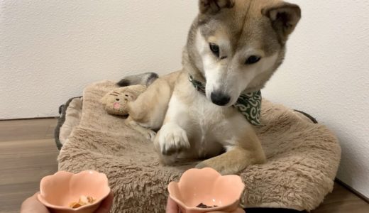 好き嫌いがはっきりし過ぎて困る犬🐕🐾