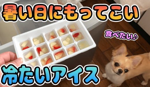 【犬 Vlog】暑い日に食べたい！犬と一緒に食べられるフルーツアイス作るとまさかの展開に！