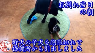 【犬　子犬　保護犬】野犬の子犬を保健所から引き出しました　お別れ当日の朝