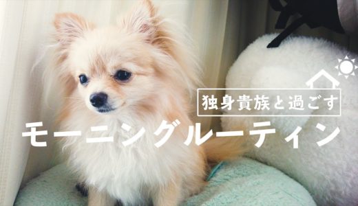 朝食を作ってくれる人がいない独身貴族と犬のモーニングルーティン【ポメラニアン×チワワ】