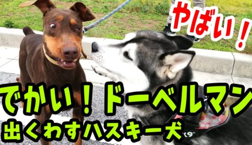 やばい！でかいドーベルマンと出くわすハスキー犬