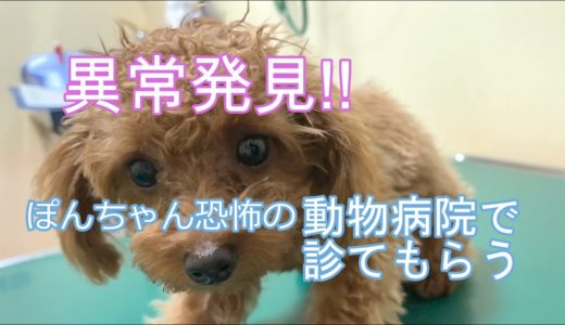 【犬 病院】【ティーカッププードル】異常発見/狂犬病注射/犬のサッカー