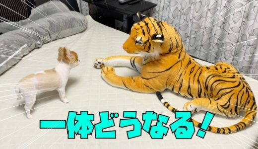 【ドッキリ！】もしリビングに大きなトラが居たら犬はどんな反応をするのか！