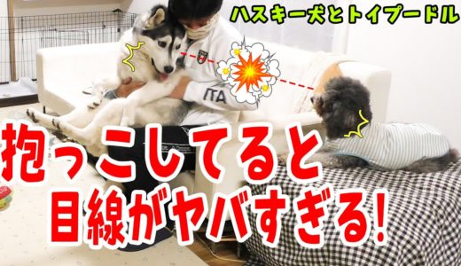 犬を抱っこした時の目線がヤバすぎて笑った Husky and Poodle