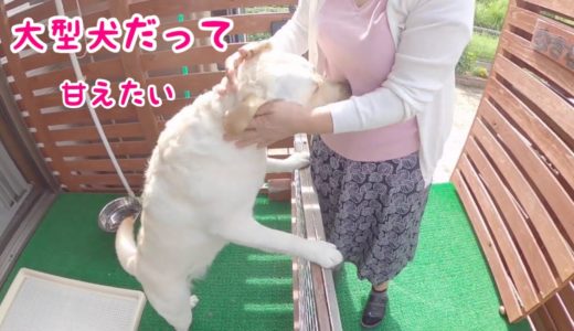 実家の母にいっぱい甘える大型犬。ラブラドールレトリバーきなこ