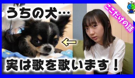 【衝撃映像】ここだけの話…うちの犬…喋ります…いやそれ所か…歌います…🐶【ももかチャンネル】