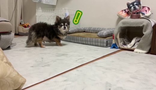 強敵あらわる！！【犬】