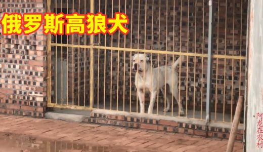 俄罗斯高狼犬，每天吃的食物比人都好，看看这顿吃的是什么？