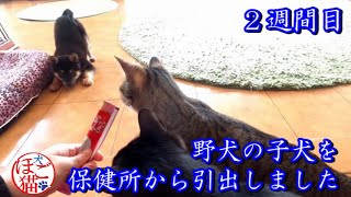 【犬　子犬　保護犬】野犬の子犬を保健所から引き出しました　2週間目5