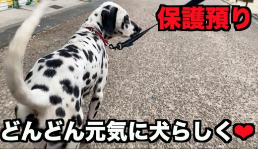 日々犬らしく元気になってきました【36-37日】