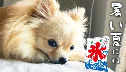 夏バテ対策!!初めての氷でクールダウンする犬【ポメラニアン×チワワ】