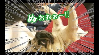 激闘の末ついに超サイヤ人化したパグ犬ぷぅ Pug