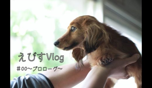 保護犬が家族になった日【カニンヘンダックスえびすの日常】