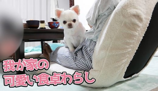 我が家の食事中に現れる可愛い食卓わらし犬の一部始終