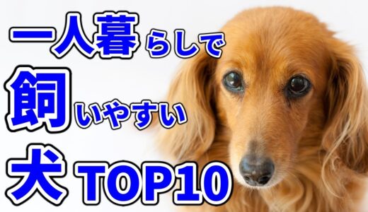 【ペット】一人暮らしの部屋でも飼いやすい犬TOP10