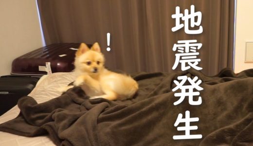 【地震】ビビりの犬が緊急地震速報を聞いた時の反応がこちらです【千葉県沖】