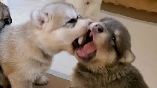 狼犬赤ちゃんの成長③