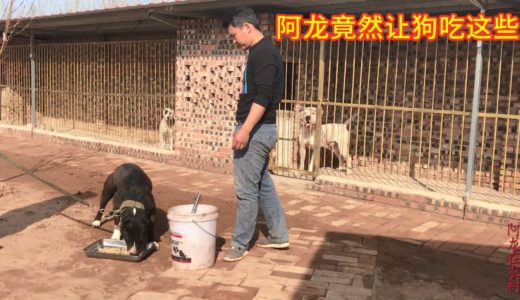 阿龙养殖西班牙猎犬，国内少见犬种，竟然这样喂食，网友：真不敢相信