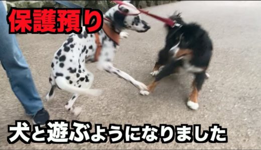 犬と遊ぶようになりました【32ー33日】