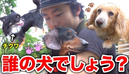 【大集合】フィッシャーズの犬たち3匹で散歩したけど、誰の犬かわかる？