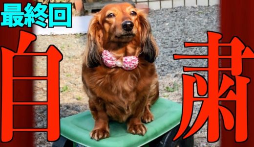 【自粛犬】最終回／緊急事態における犬の気持ち10