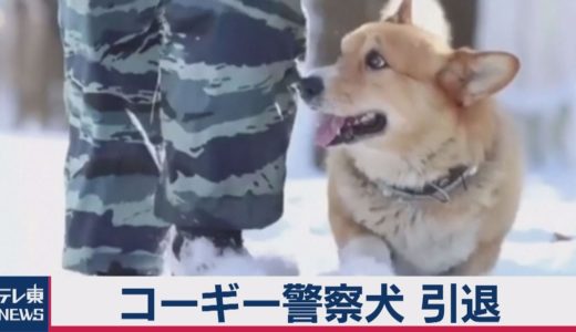 コーギーの警察犬が引退 ロシアで大人気