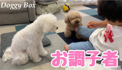 遊び好きな犬 食べすぎな犬 ふざけすぎな人 トイプードル ／マルプー/Doggy Box