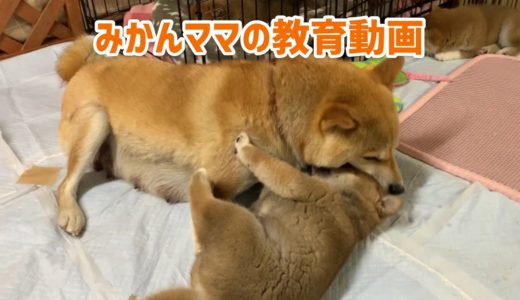 みかんママの教育動画【母犬による子犬のしつけ方】