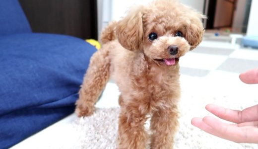 自分ルールを崩さないB型な犬が可愛いw【トイプードルのコロン】