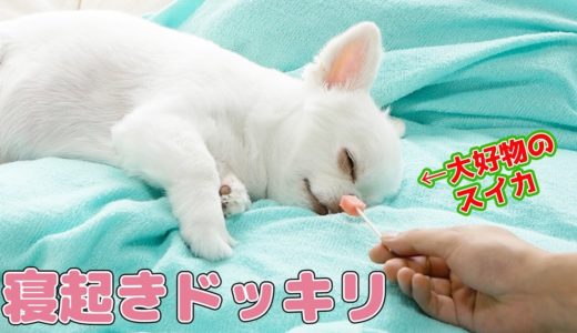 寝てる犬に好物のスイカを出したら！？可愛いリアクションにほっこりｗ