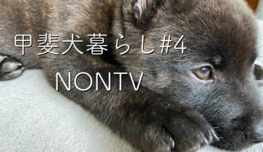 【甲斐犬】我が家に甲斐犬がやって来た