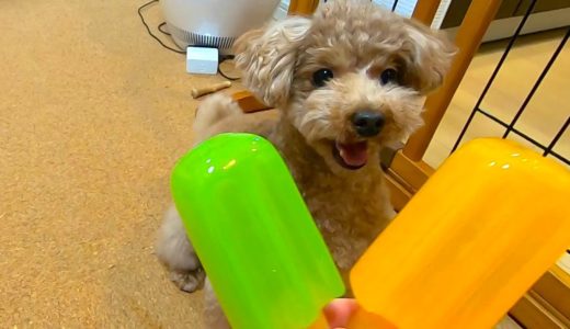 犬用のアイスキャンディを買ったら犬のワクワクが止まらなくて可愛いｗ【トイプードル】