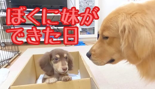 【大型犬と小型犬の出会い】ダックスの子犬と出会った先住犬の反応が凄い！お迎え初日、ゴールデンレトリバーのクッキーと初対面。ミニチュアダックスフンドの子犬（仔犬）をお迎えしました。